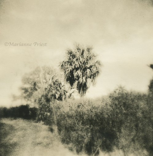 plantation palm