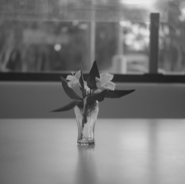 Plastic Flowers