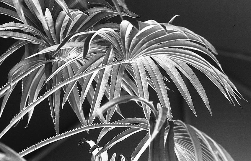Plastic Plants 1