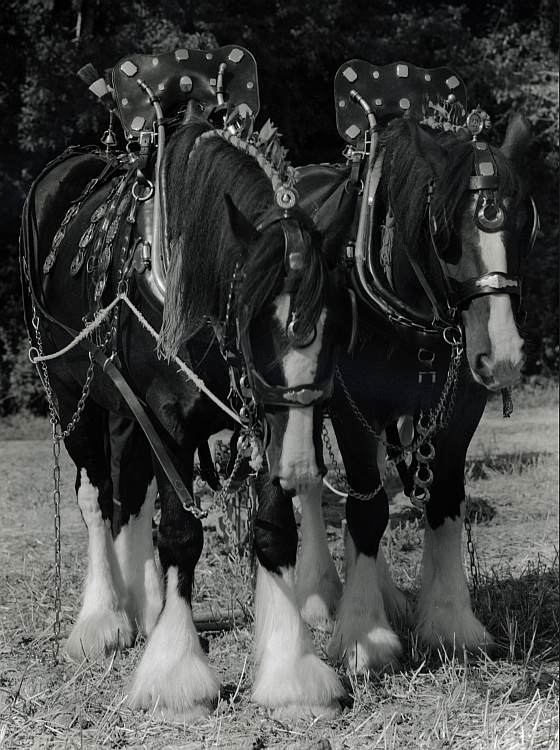 Ploughing Horses (1)