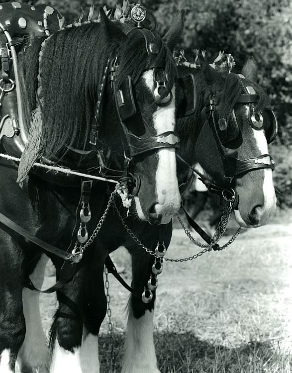 Ploughing Horses (2)