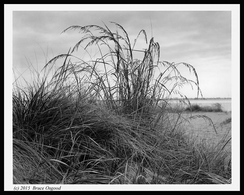 Plumb Beach Clump
