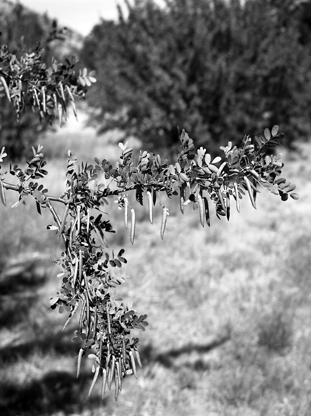 Pods