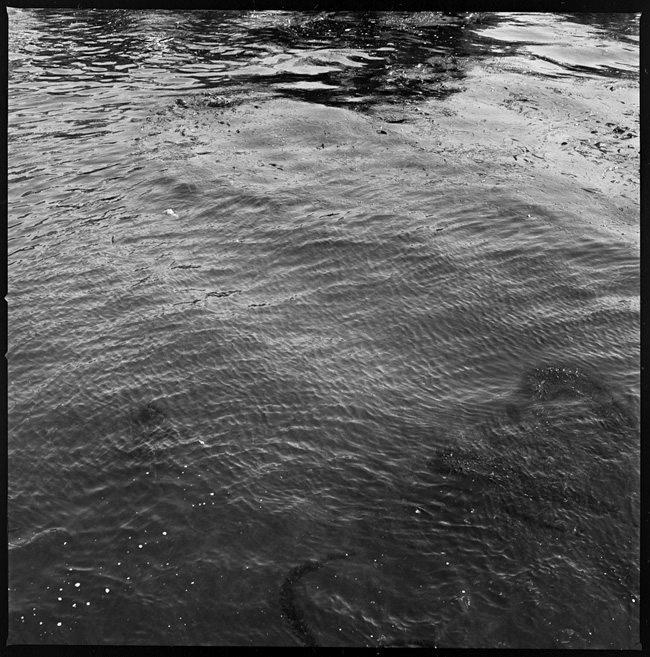 Point Lobos, April 2009
