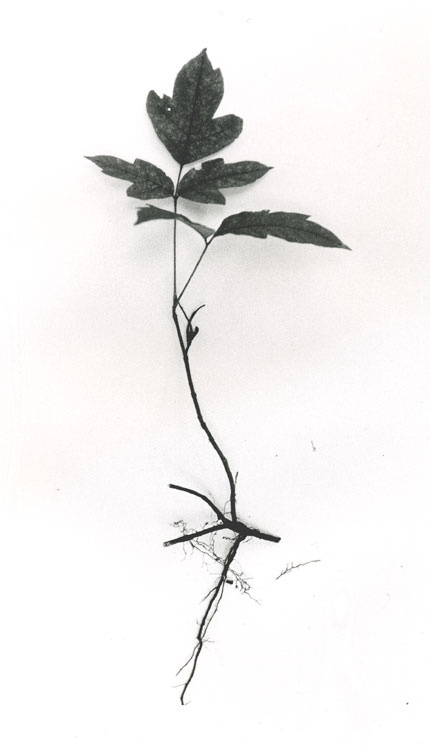 Poison Ivy