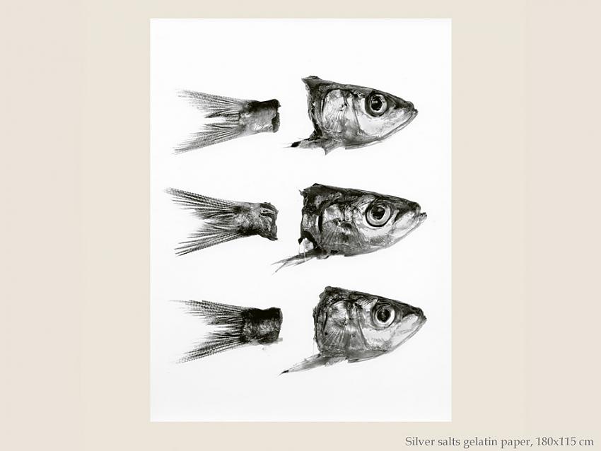 Poissons