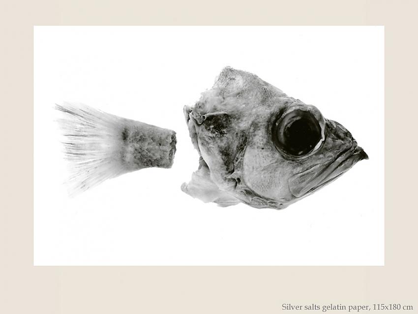 Poissons