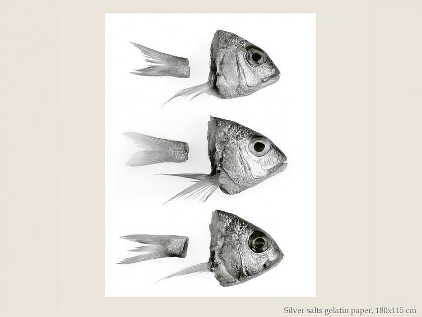 Poissons