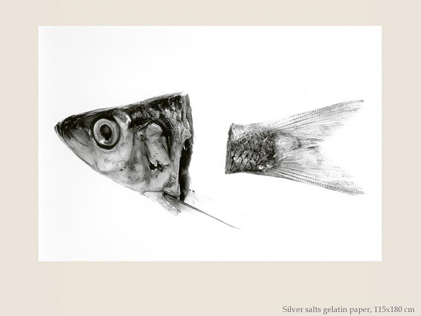 Poissons