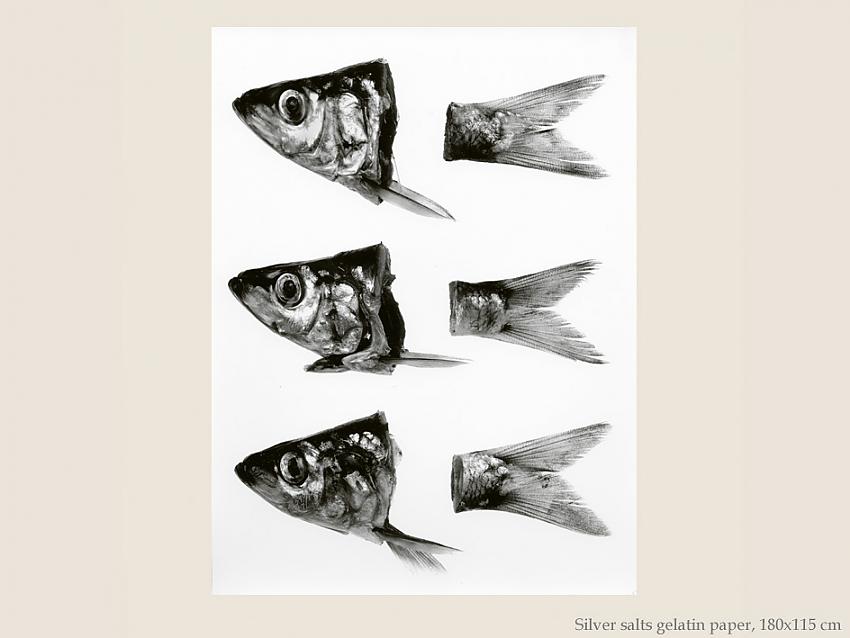 Poissons