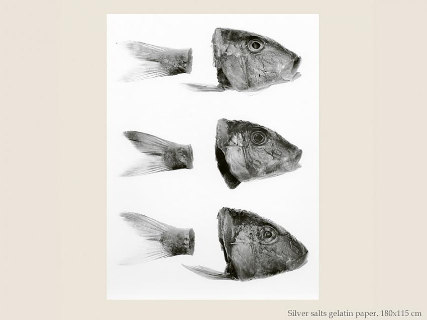 Poissons