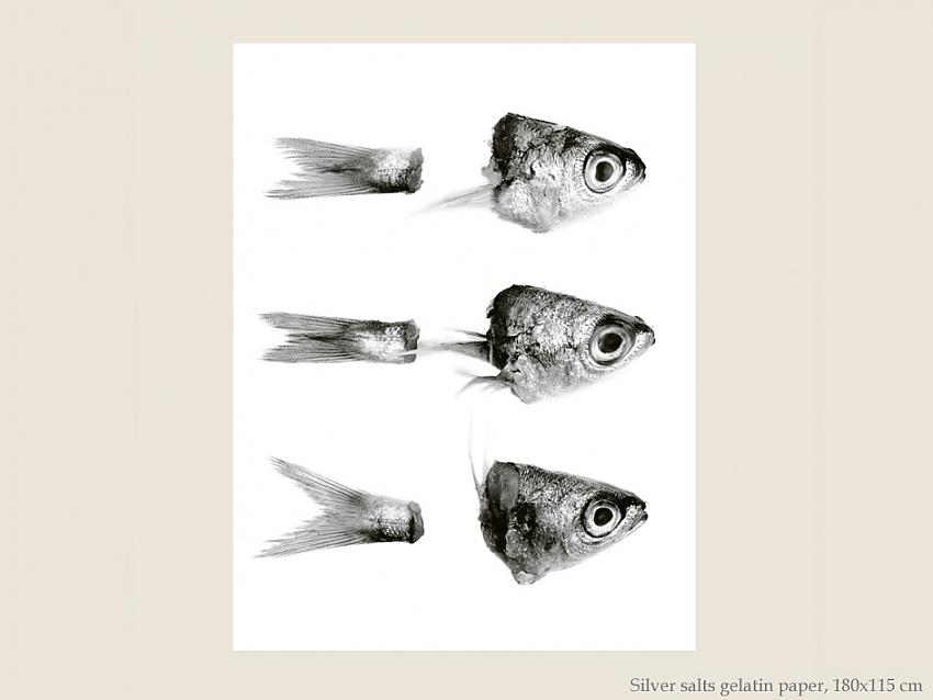 Poissons