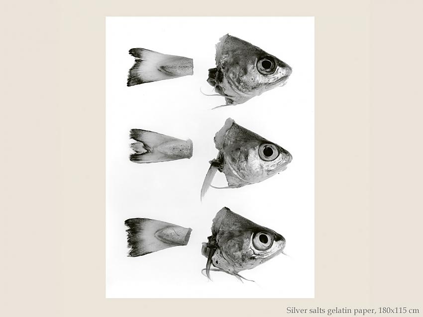 Poissons