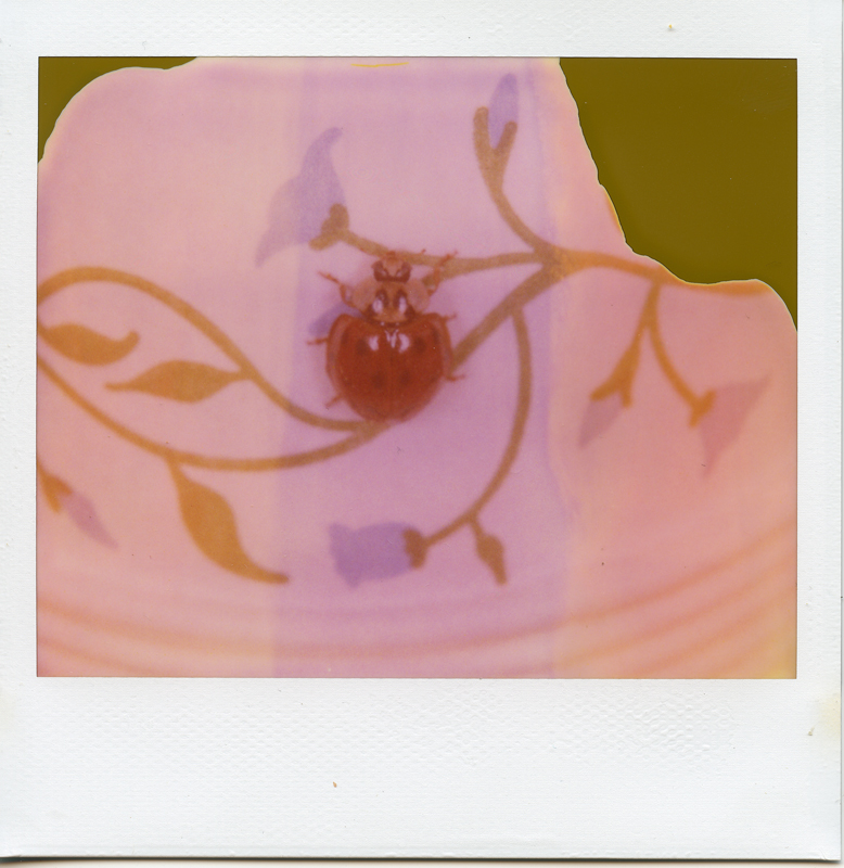 Polaroid Macro 5 SLA and Expired Spectra Film
