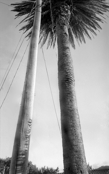 Pole-Palm