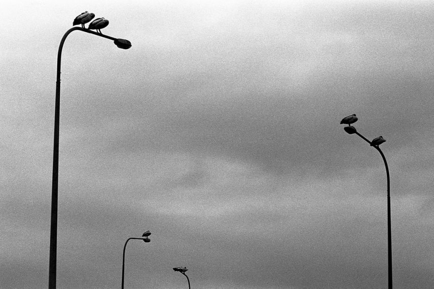 Pole Sitting Pelicans