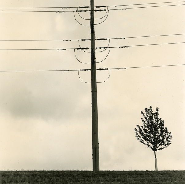 Pole & Tree