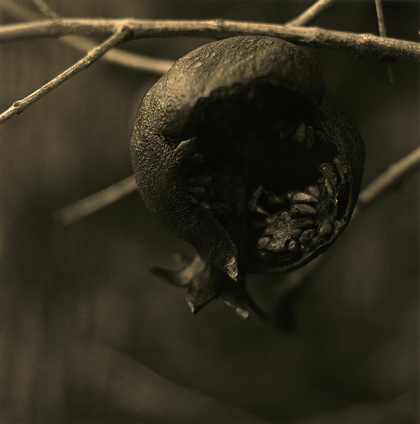 Pomegranate Winter