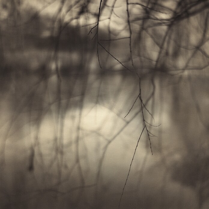 Pond And Branches