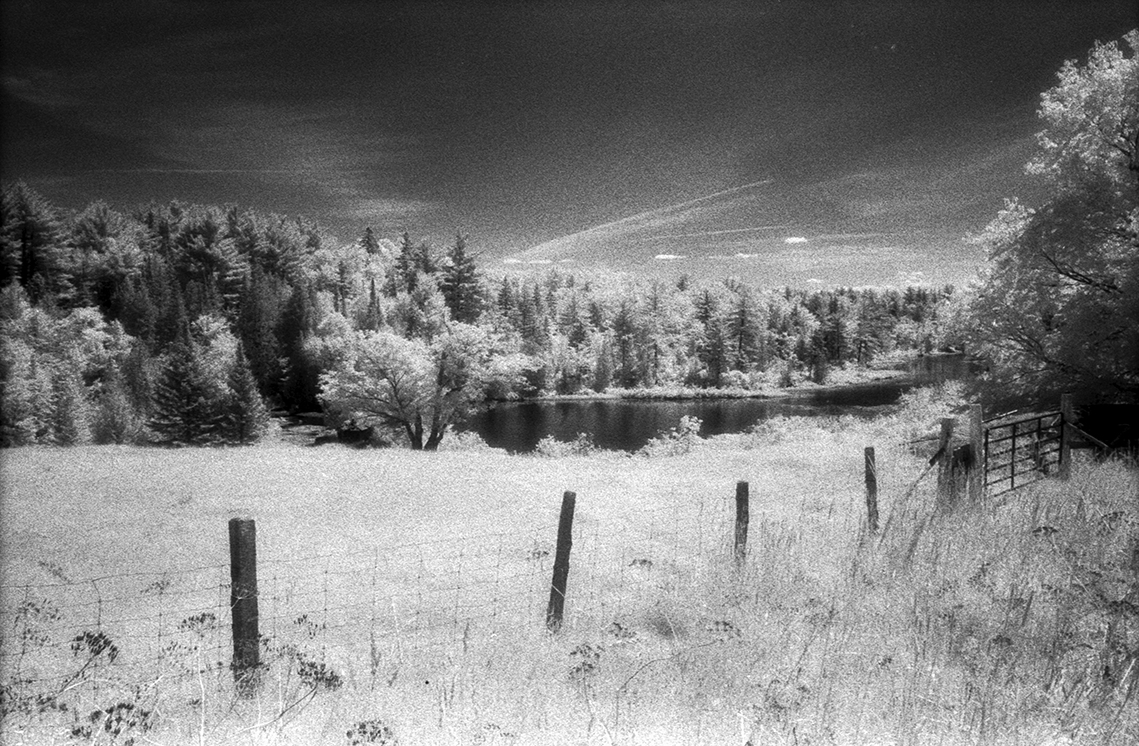Pond and trees
