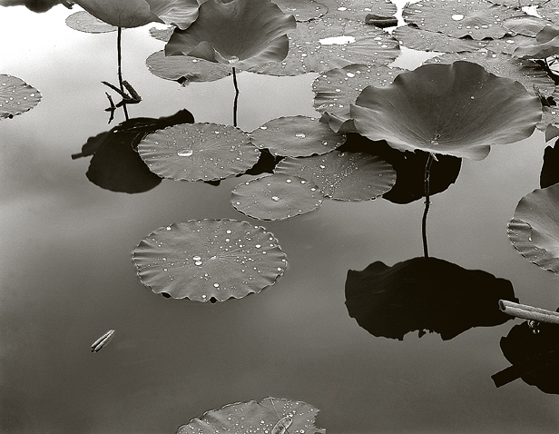 pond at Greenville 3