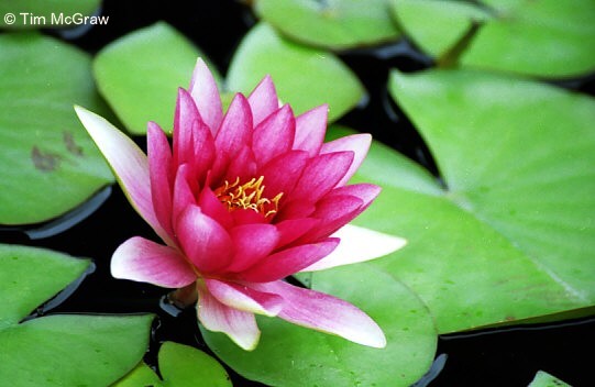Pond Flower