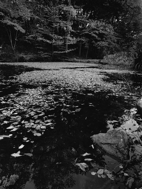 Pond Leaves