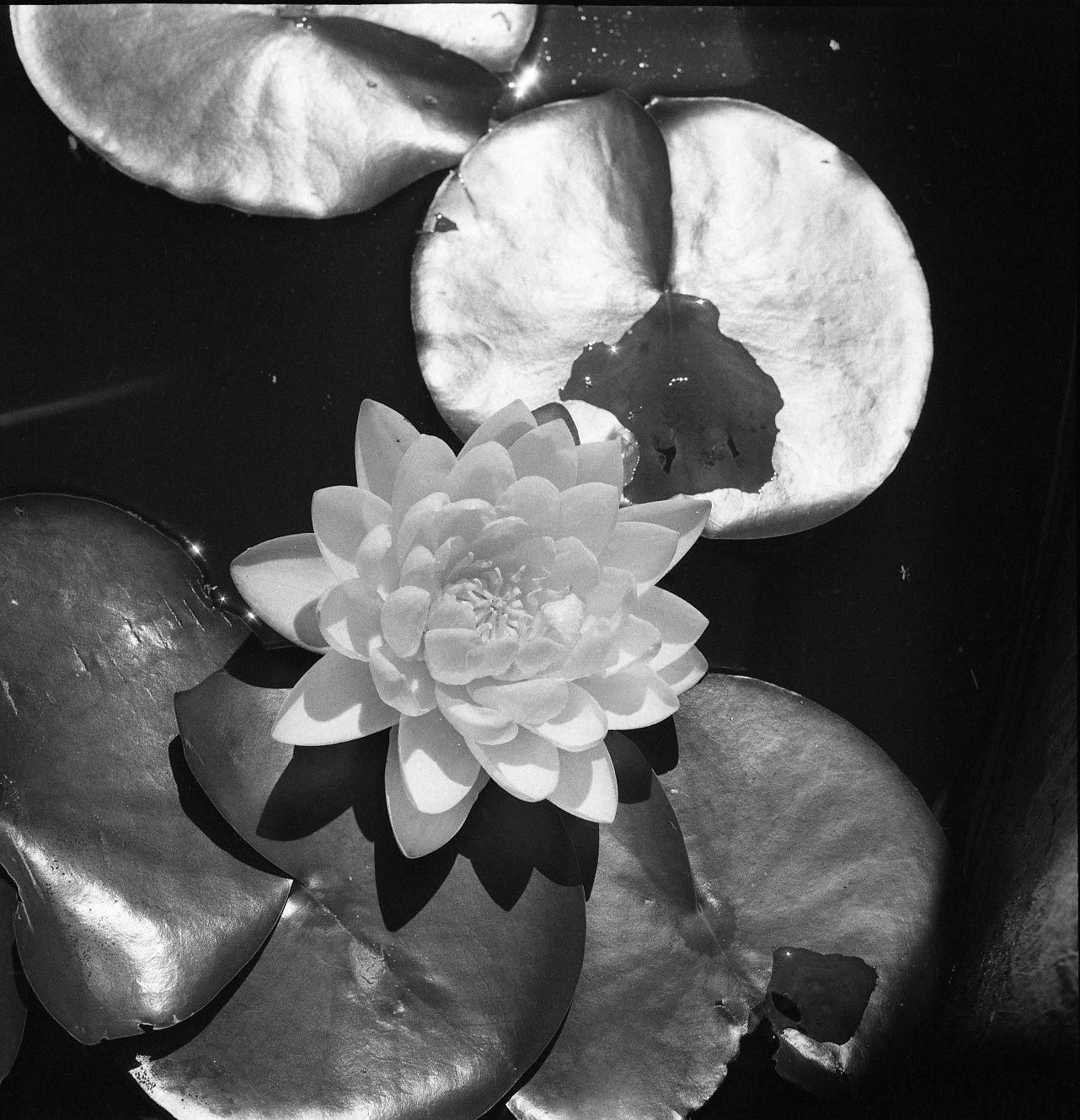 Pond Lily