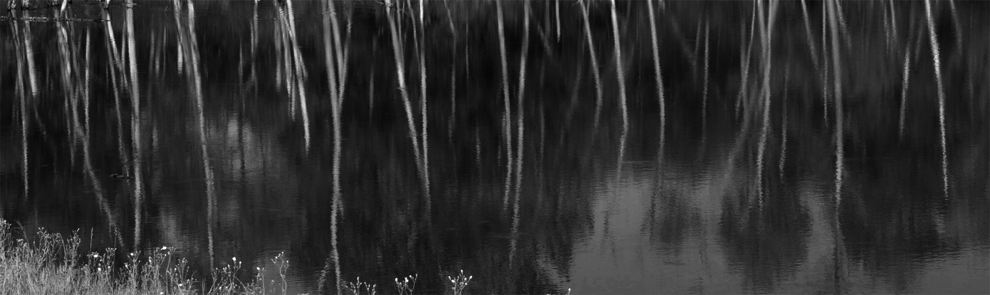 Pond Reflection