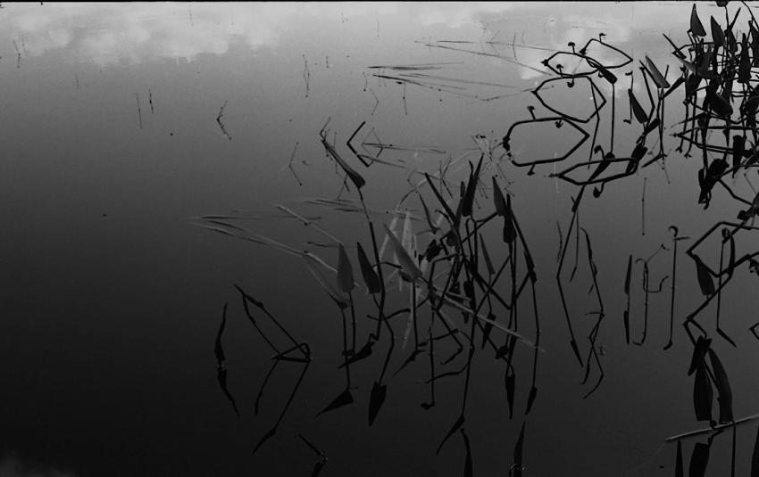 Pond Reflections At Dusk
