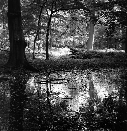 Pond reflections