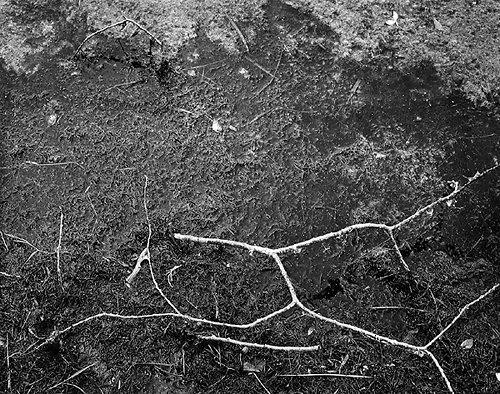 Pond Scum #25