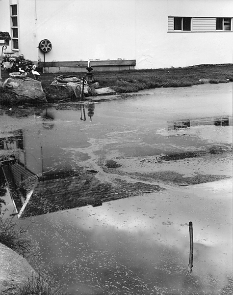 Pond Scum #59