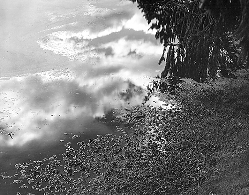Pond Scum #86