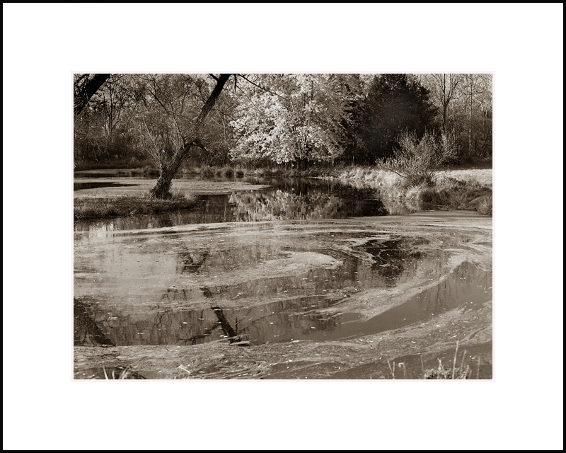 Pond Scum Ballet