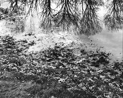 Pond
