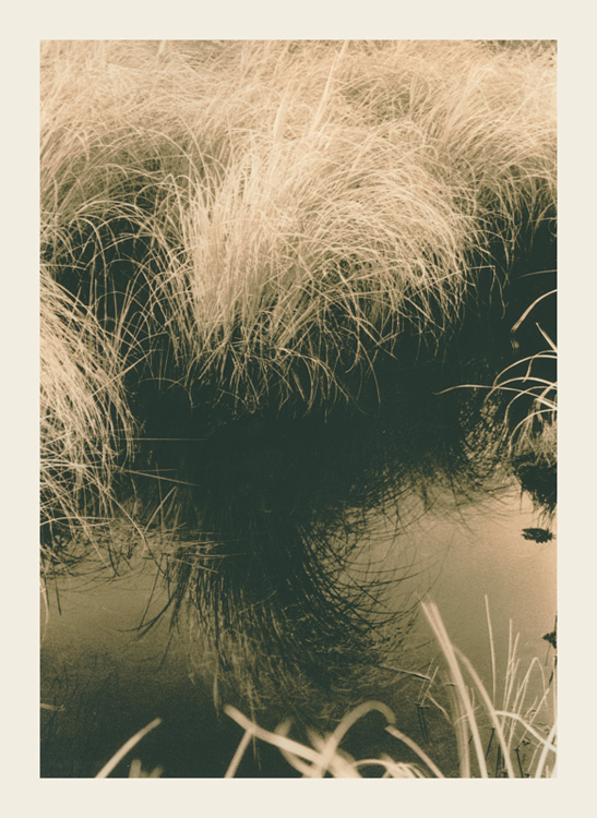 Pond