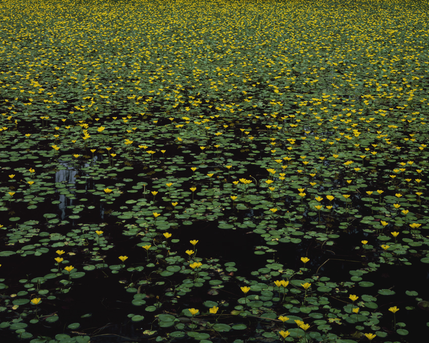Pond