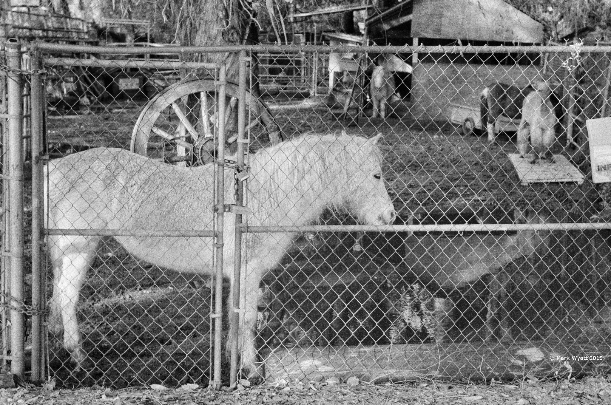 Pony