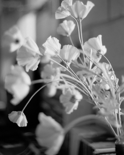 Popies in Bloom