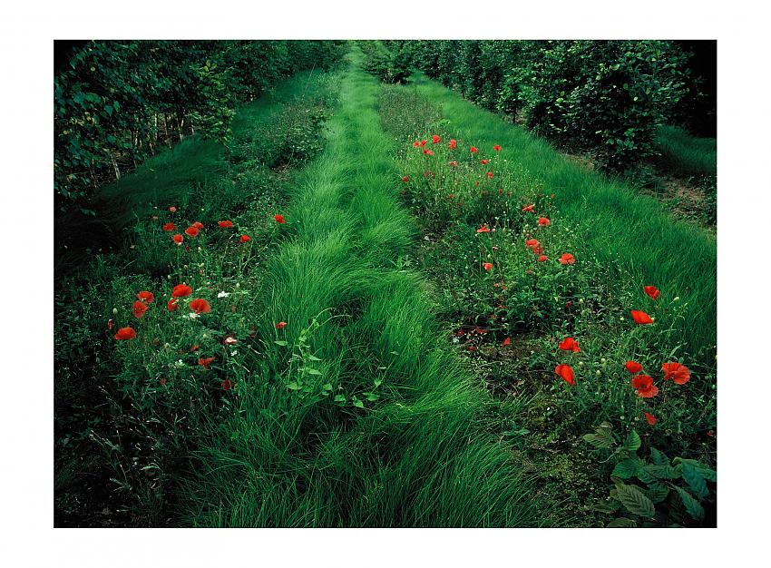 Poppies &amp; road