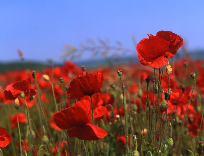Poppies