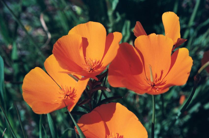 Poppies