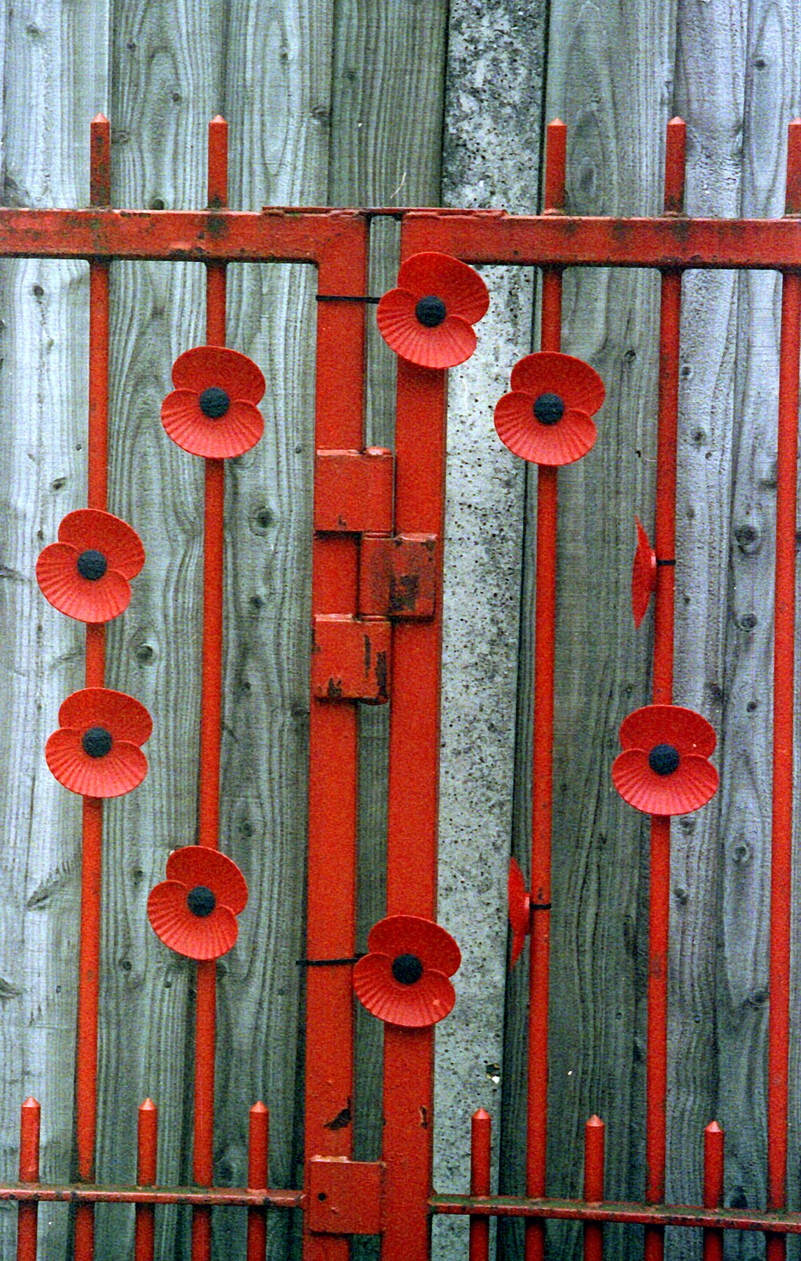 Poppies