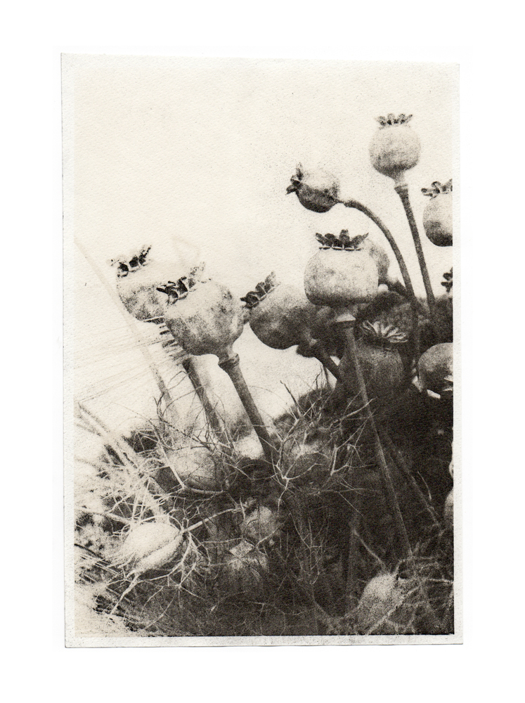 Poppies