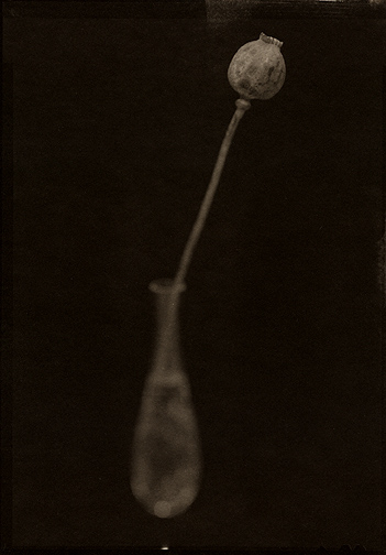 Poppy In Tiffany Vase