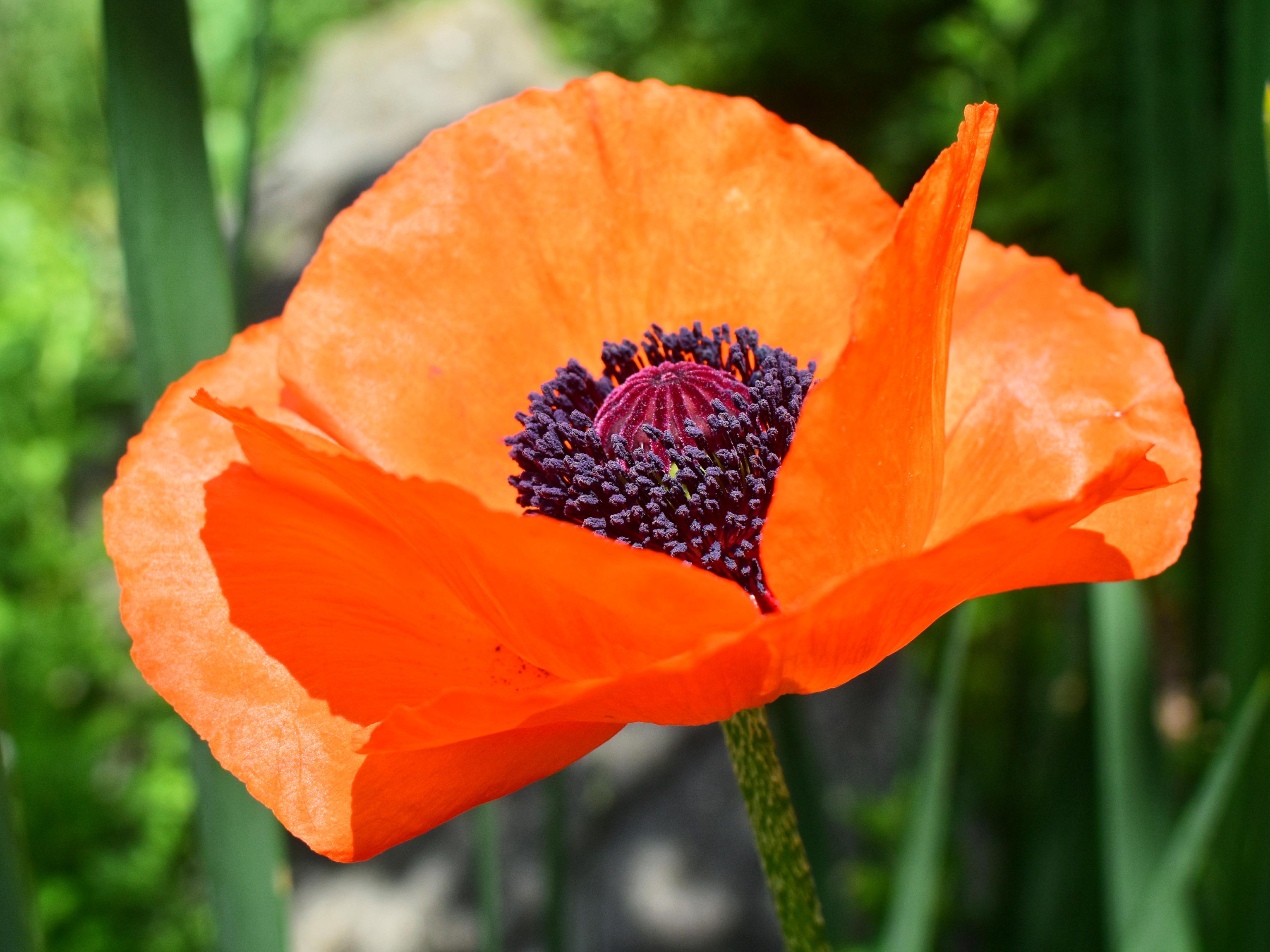 Poppy
