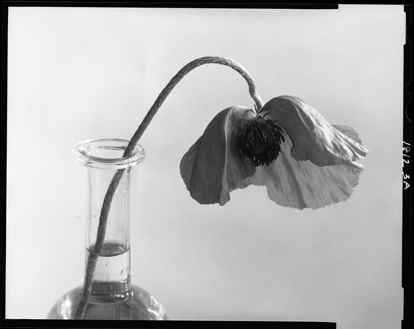 Poppy03