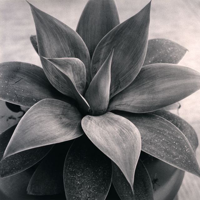 Portola Plant (print)