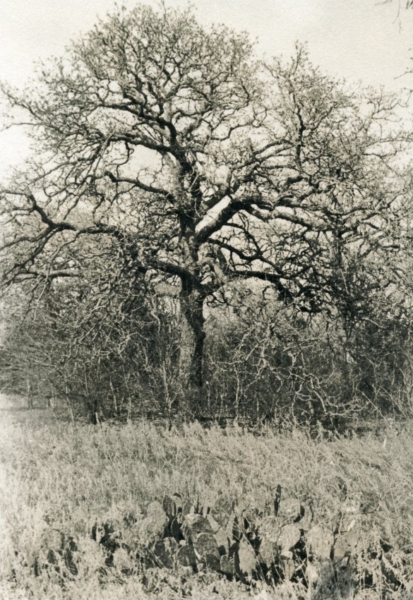 Post Oak Savannah Lith